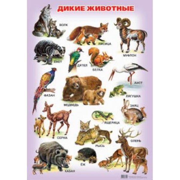 Плакат с дикими животными