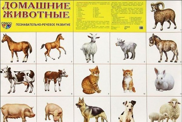 Наглядное пособие домашние животные