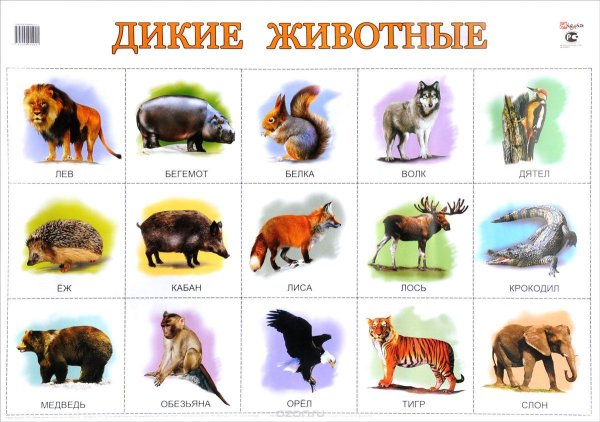 Название диких животных