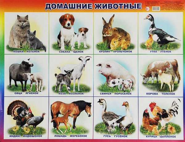 Домашние животные для детей