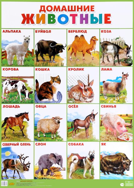 Плакат. Домашние животные.