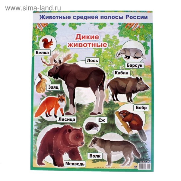 Плакат "Дикие животные"