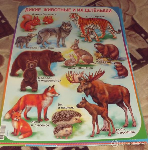 Плакат "Дикие животные"