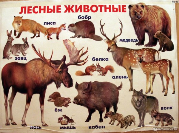 Плакат "Дикие животные"