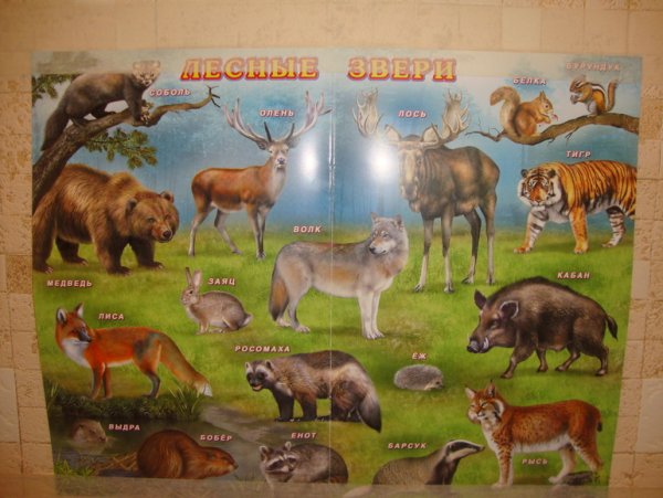 Плакат с лесными животными