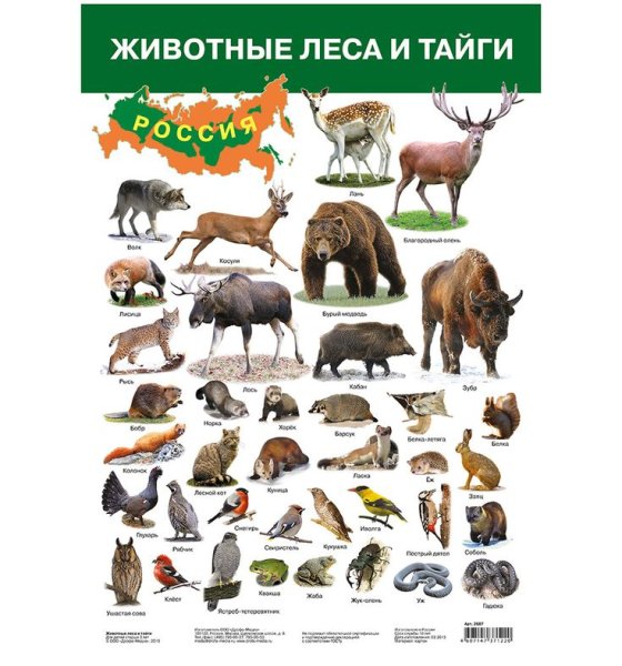 Животные леса России