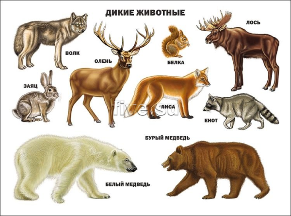 Дикие животные для детей