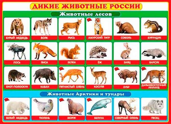 Плакат. Животные России