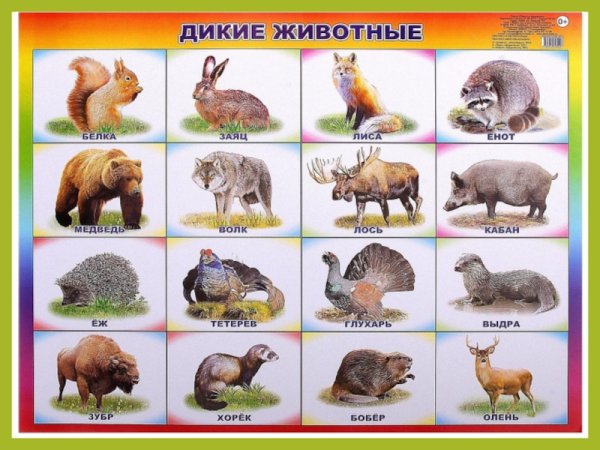 Дикие животные для детей