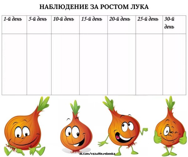 Наблюдение за ростом лука таблица для детей