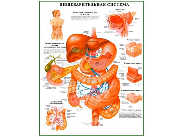 Органы пищеварения плакат