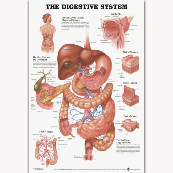 Анатомический атлас пищеварительная система