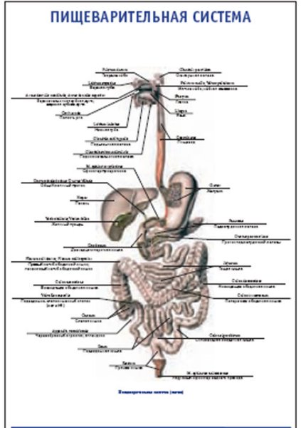 Пищеварительная система на латыни