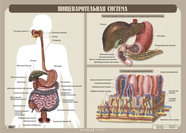 Биология строение пищеварительной системы