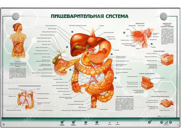 Анатомический атлас пищеварительная система