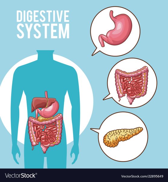 Плакат пищеварительная система человека