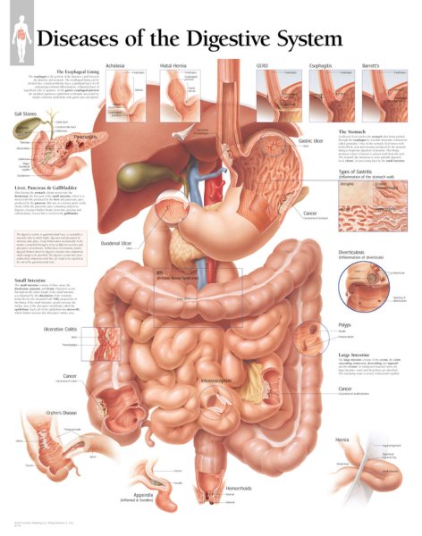 The Digestive System плакат