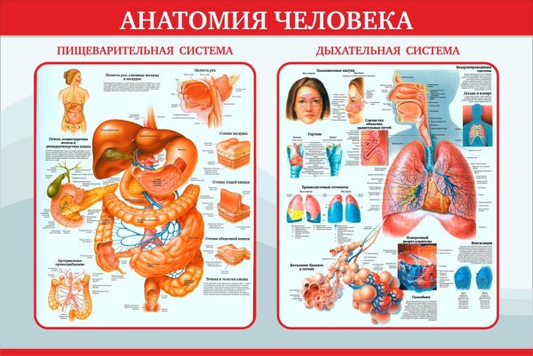 Плакат органы человека