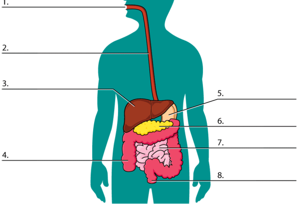Digestive System all Labels