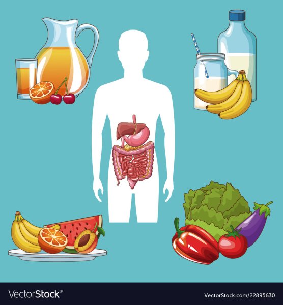 Пищеварение пищи