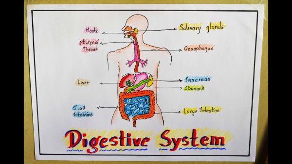 The Human Digestive System for Kids Human eating an Apple