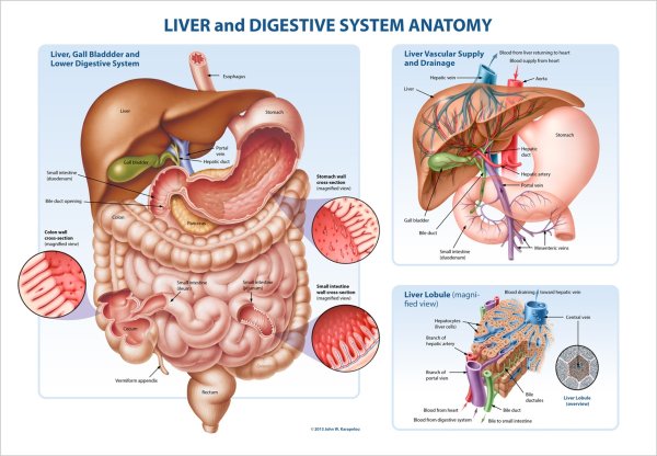 Digestive System Anatomy