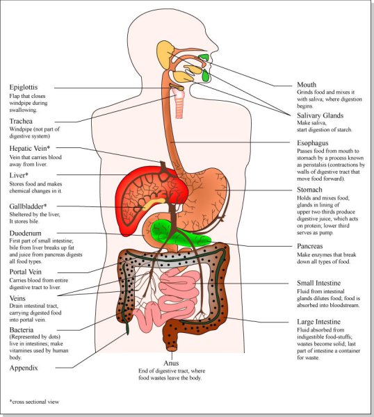 Digestive System functions