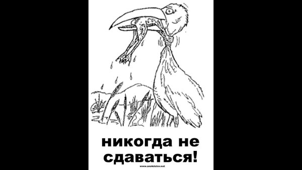 Never give up цапля