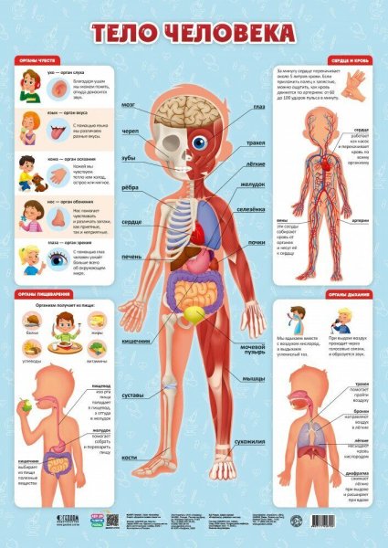 Плакат тело человека для детей