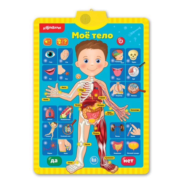 Мое тело. Азбука здоровья. Двусторонний говорящий плакат