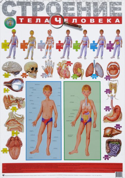 Организм человека для дошкольников