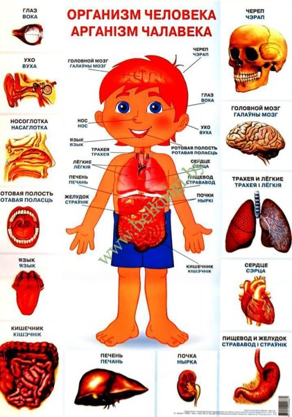 Плакат органы человека