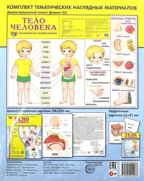 Тело человека для детей