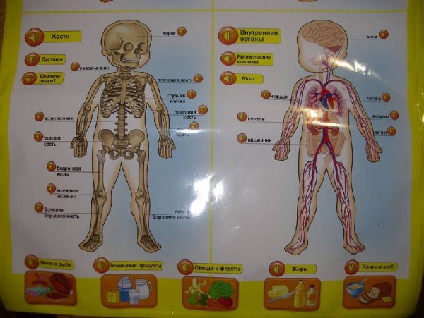 Органы человека