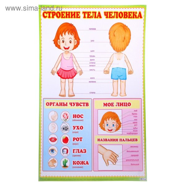 Мышцы туловища человека анатомия атлас