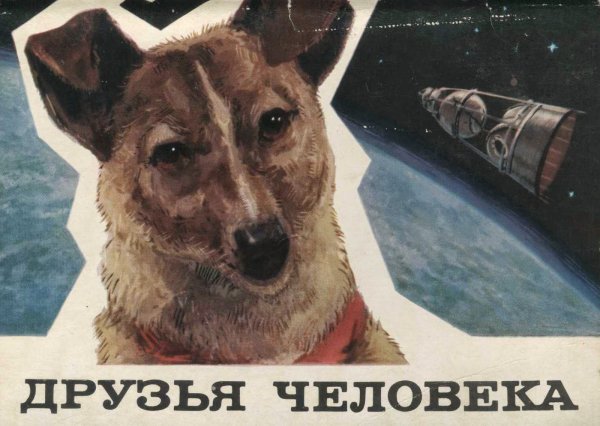 Породы собак Постер