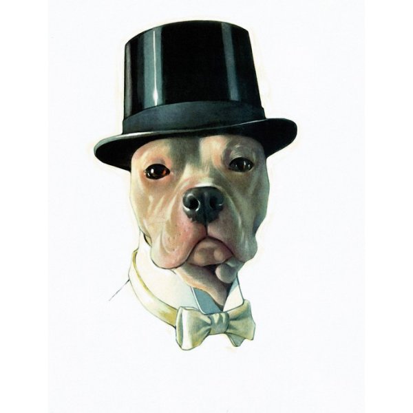 Породы собак Постер