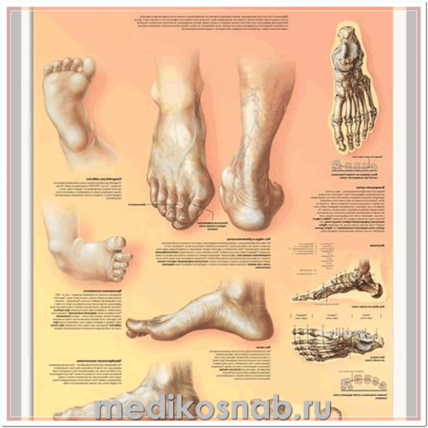 Строение ноги стопы и голеностопа человека