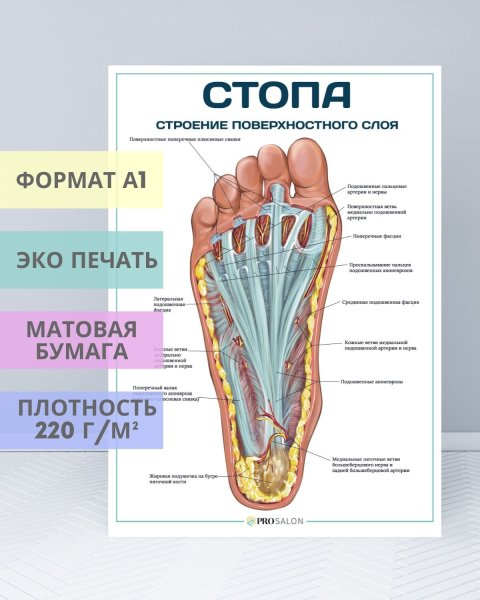 Макет стопы