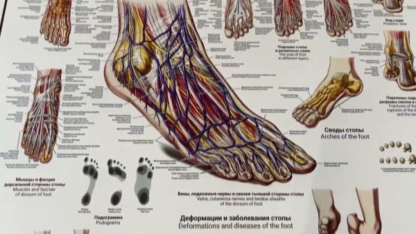 Вальгус стопы анатомия