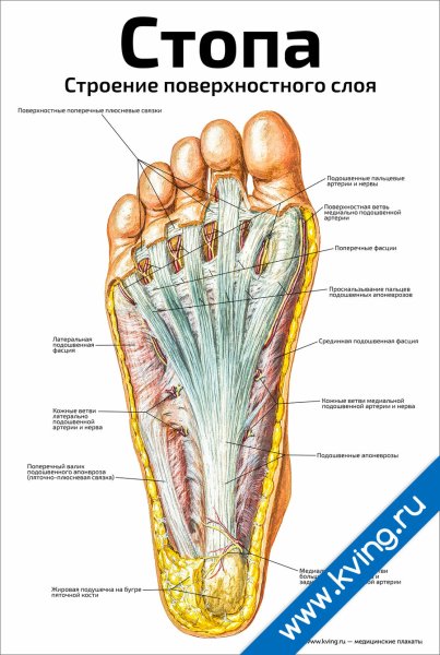 Плакаты по анатомии