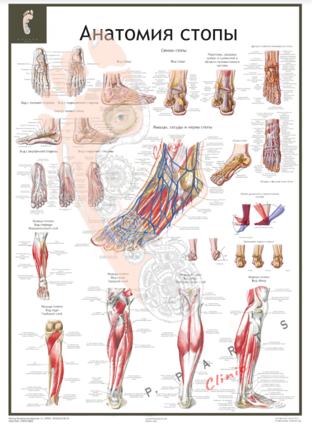 Плакат деформации стопы