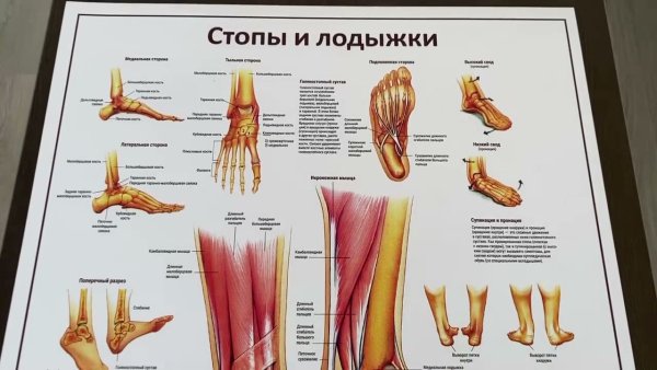 Плакат стопа