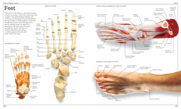 Стопа анатомия кости и суставы