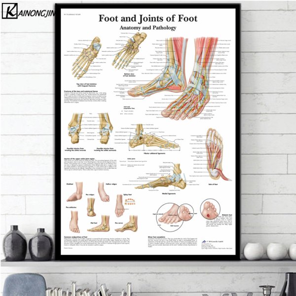 Плакат анатомия стопы