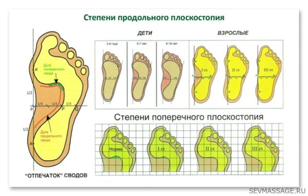 Плакат подолога