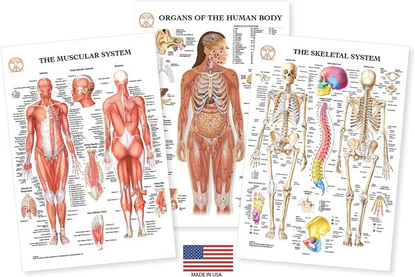 Анатомические плакаты