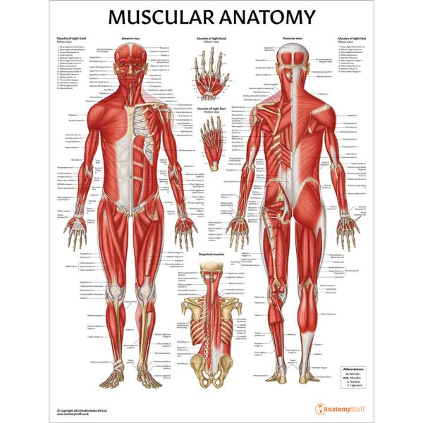 Анатомические плакаты