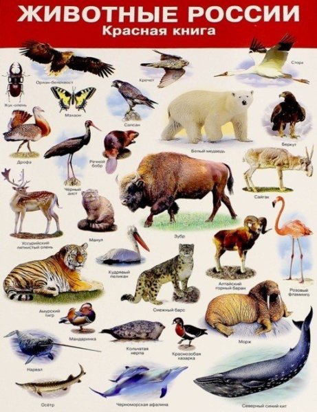 Красная книга России животных