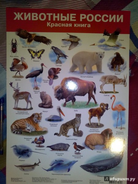 Красная книга Россиии ж вотные